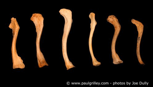 Human Variations in the Clavicle