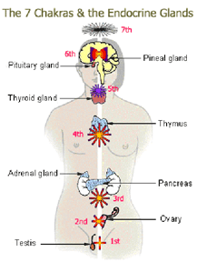 The Endocrine System and the Chakras