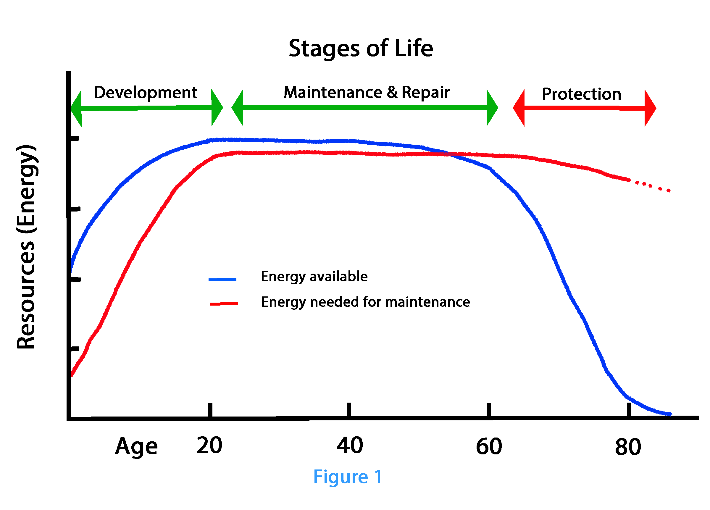 Figure 1: The stages of life